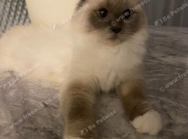 Ragdoll for sale