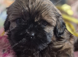 3 beautiful pure shih tzus