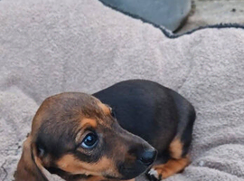 Dachshund Whippet X