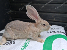 Flemish giant