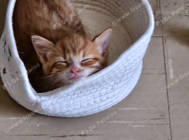 Two beautiful ginger kittens girls