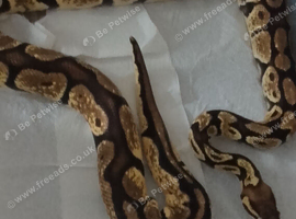 Royal Python for sale