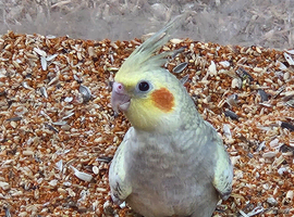 1 cinnamon pearl pied male & 1 cinnamon pearl male for sale