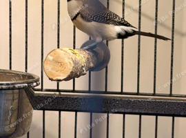 Hen owl finch