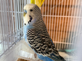 budgies