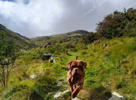 Hooch dog debordeaux for stud