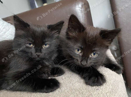Black fluffy kitten