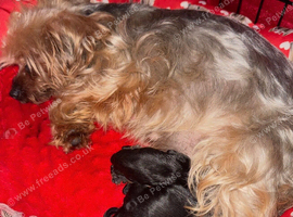 beautiful Yorkshire terrier puppy bitches