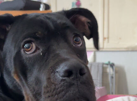 Maverick- male rotty cross