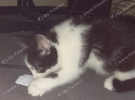 Beautiful main coon cross