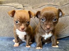 Chihuahua puppies
