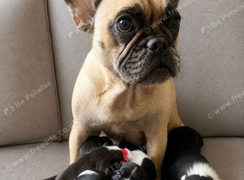 French bulldog x chug boy