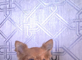 Chihuahua