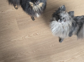 Male and female pomeranian