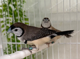 Pair Bicheno finch DNA