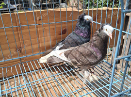 Pair of priest fancy pigeon