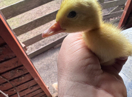 14 pekin/cherry valley day old ducklings.