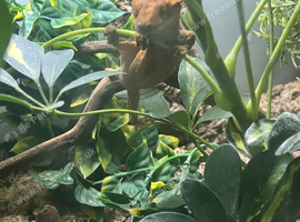 Lovely harlequin red and gold female crested gecko 2 years old