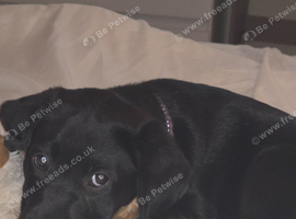 9 week old female puppy