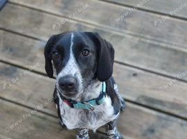 Misty - 6 month old Female Sprollie