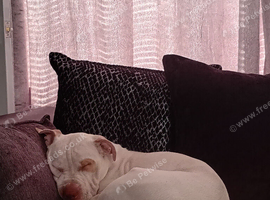 Snowy my dog she 1 years old and she's a lovely dog but it's hard with having my 2 year old she needs lots of affection and love amd it hard to give h