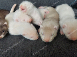 Part Angora ferret kits