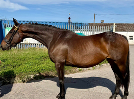 15hh 4 year old thoroughbred sports horse mare