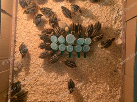 37 quails available