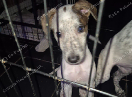 1 girl and 1 boy lurcher puppies