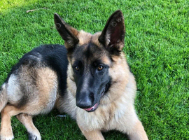 Beautiful German Shepherd female