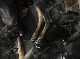 German Shepard puppies