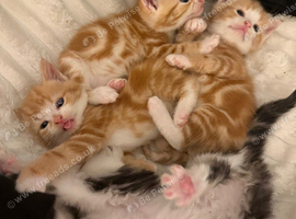 5 kittens for sale