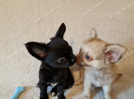 ONLY 2 LEFT - Stunning Chihuahua Puppies READY NOW