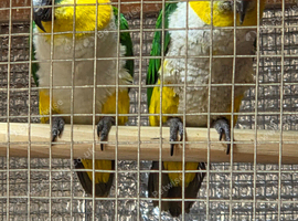 Pallid caiques