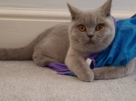 Lilac female kitten