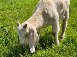 Intact Male Boer kids for sale