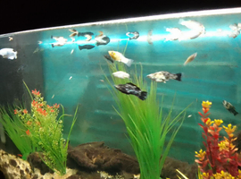 Tropical fish needing new home