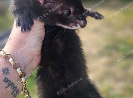 9 week old &frac12; eu Jill ferret