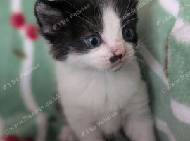 British Blue x kittens, wormed/flead/litter trained &pound;80