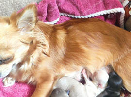 Chihuahua pups