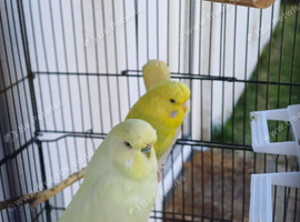 Pair of budgies