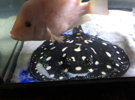 Black diamond stingray leopoldi