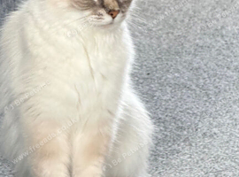 Blue linx ragdoll mixed breed.
