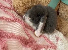 Mini lops ready now