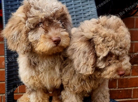 Gorgeous Cavapoo Puppies Looking for Forever Homes