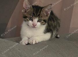 10 week old kittens ready for rehoming today
