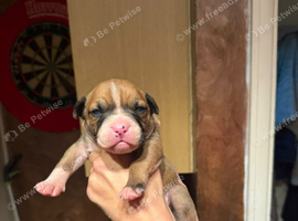 American bulldog mix mastiff