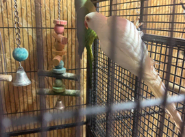Ringneck Parrot