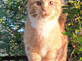 Pretty Litter of Mixed Breed Kittens Ready Now :)   Boys and Girls