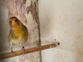Mule Canary